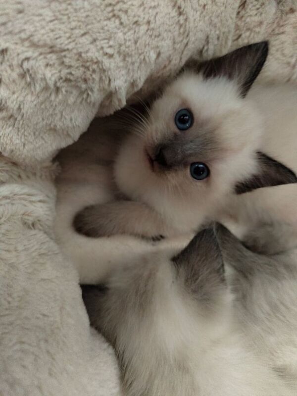 Siamese kittens for sale in Leicester, Leicestershire – 9 weeks old - Image 2 of 6