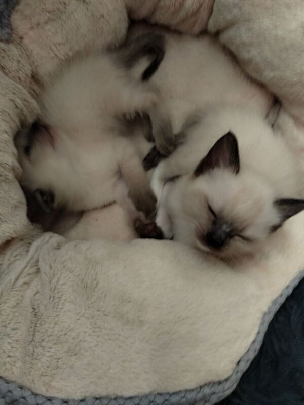 Siamese kittens for sale in Leicester, Leicestershire – 9 weeks old - Image 4 of 6