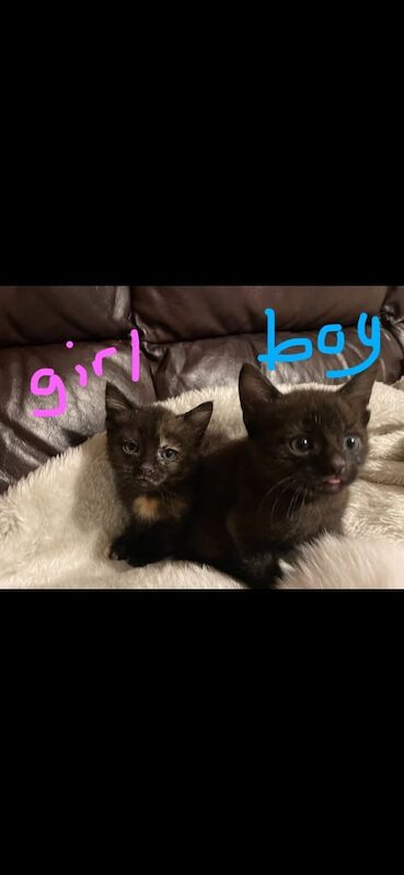 Two beautiful kittens available 12/6 for sale in Littlehampton, West Sussex