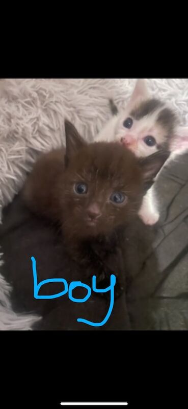 Two beautiful kittens available 12/6 for sale in Littlehampton, West Sussex | Image 2