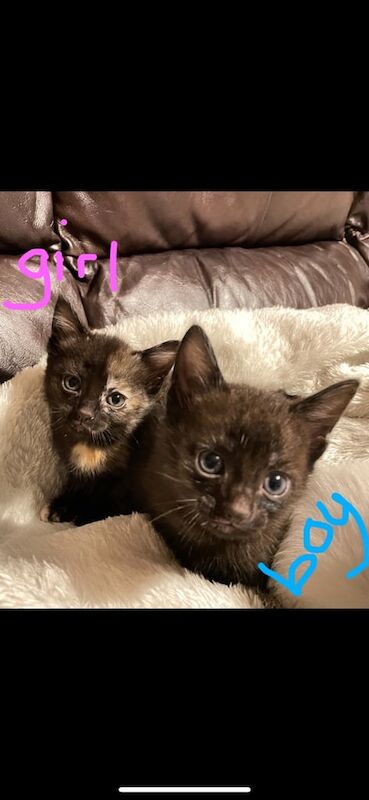 Two beautiful kittens available 12/6 for sale in Littlehampton, West Sussex | Image 3