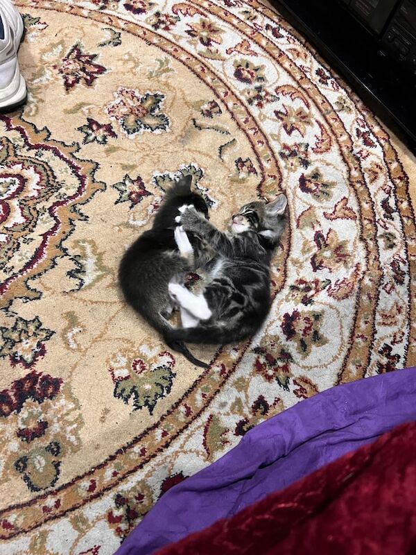 Siamese kittens for sale in Heathrow, London – 9 weeks old