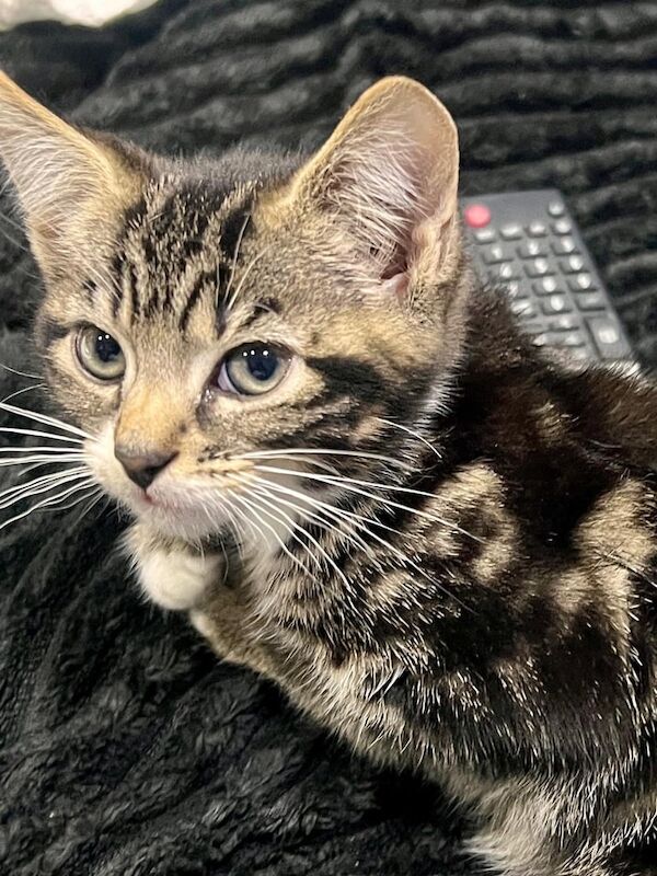 Siamese kittens for sale in Heathrow, London – 9 weeks old - Image 3 of 3