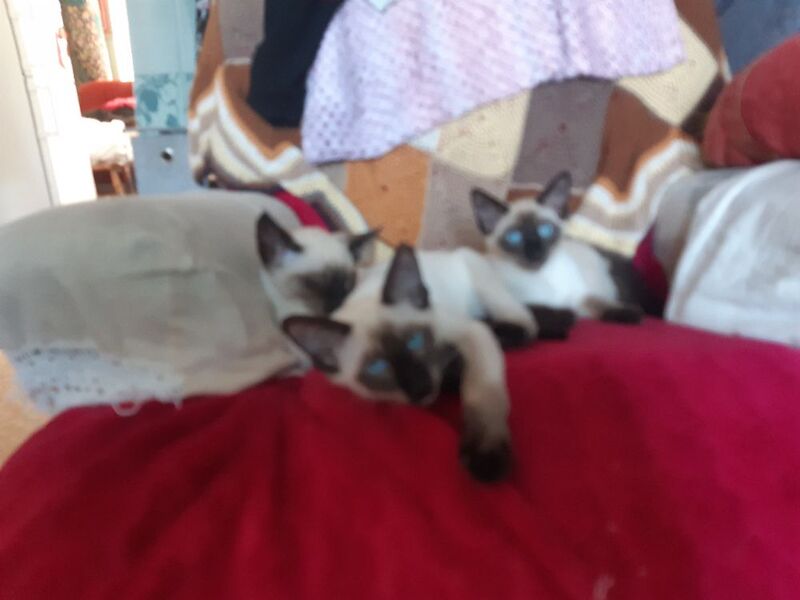 Two Siamese Girls ready to go