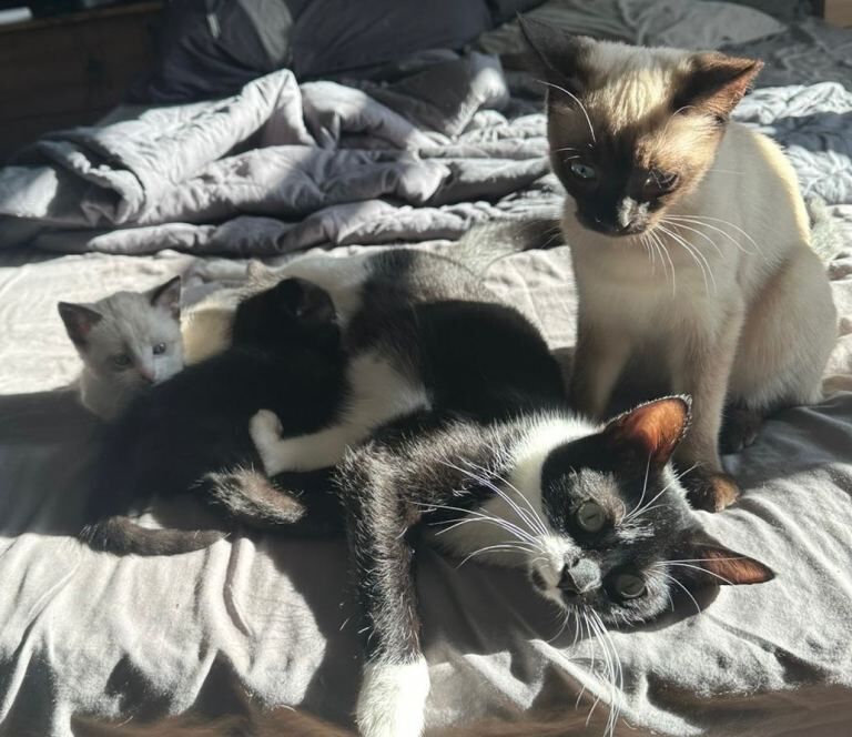 Siamese kittens for sale in Banbury, Oxfordshire – 9 weeks old - Image 2 of 6