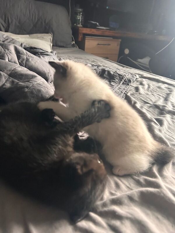 Siamese kittens for sale in Banbury, Oxfordshire – 9 weeks old - Image 3 of 6