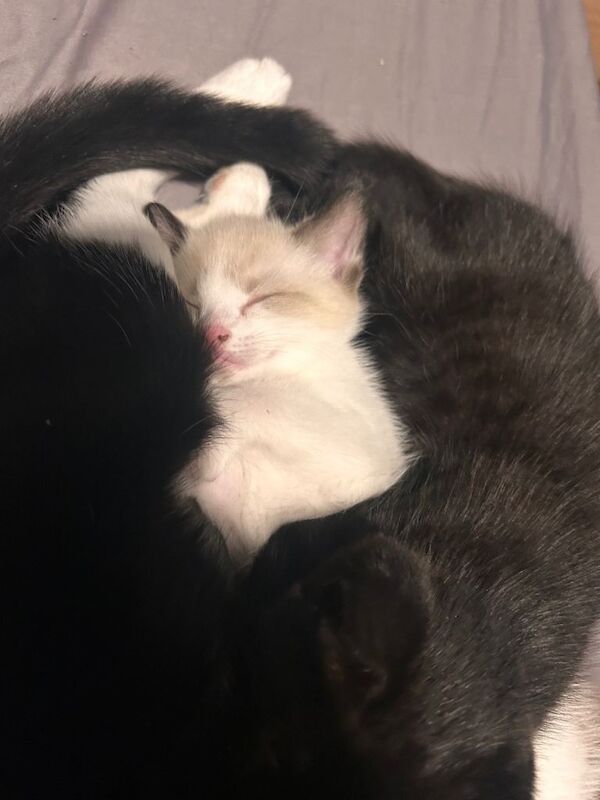 Siamese kittens for sale in Banbury, Oxfordshire – 9 weeks old - Image 4 of 6