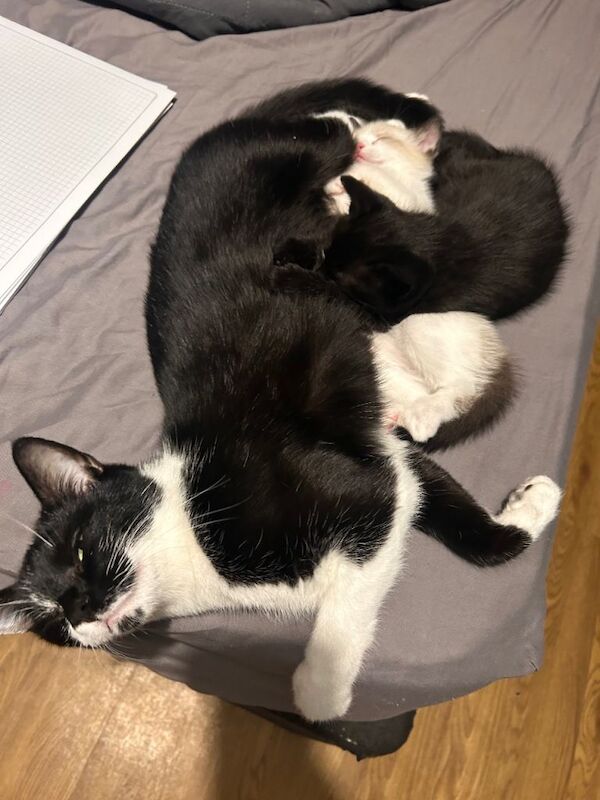 Siamese kittens for sale in Banbury, Oxfordshire – 9 weeks old - Image 5 of 6