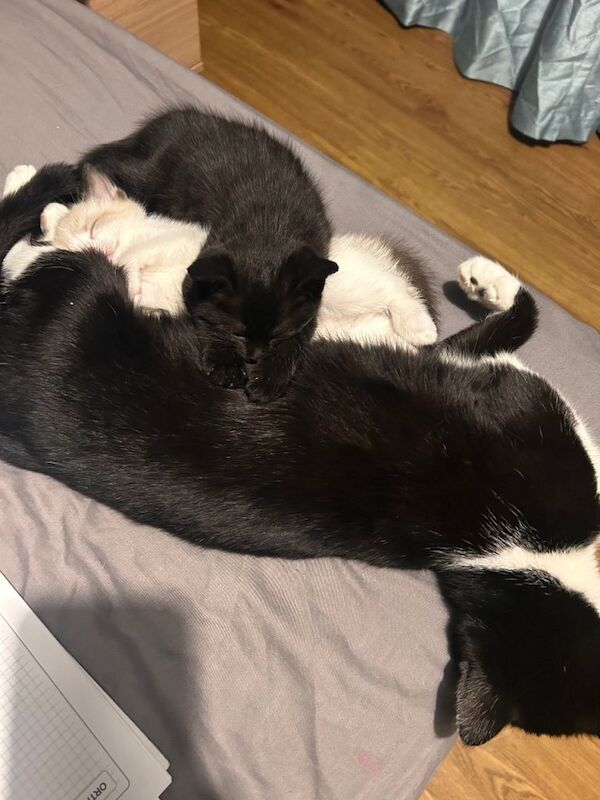 Siamese kittens for sale in Banbury, Oxfordshire – 9 weeks old - Image 6 of 6