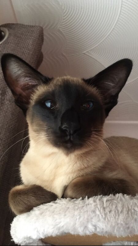Carol Meek - Siamese Breeder on Siamese Owners - Image 1