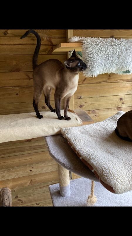 Carol Meek - Siamese Breeder - Image 2