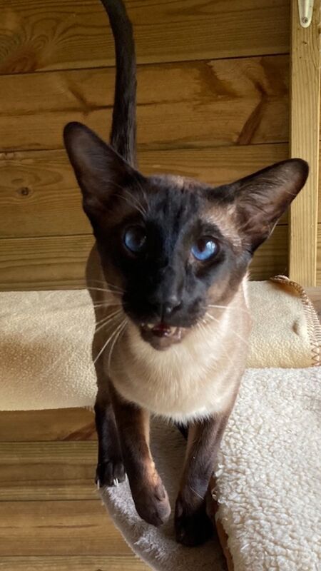 Carol Meek - Siamese Breeder - Image 4