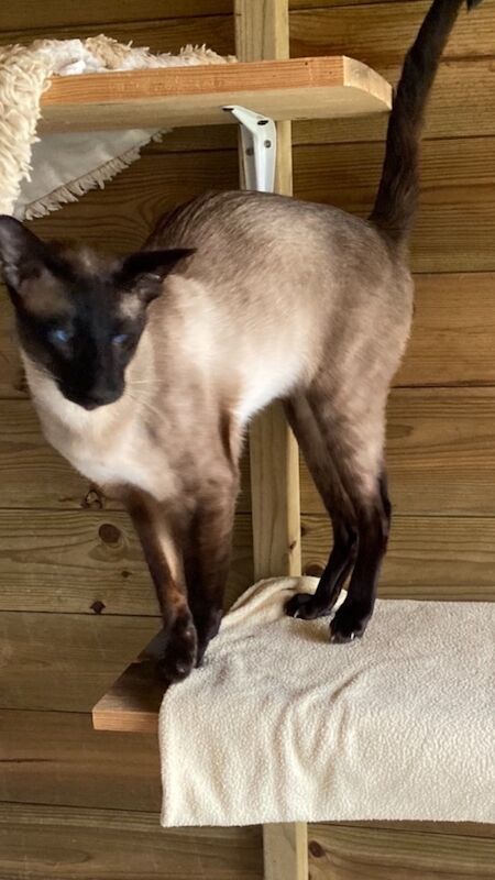 Carol Meek - Siamese Breeder - Image 5